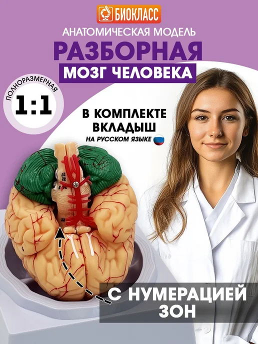Анатомическая модель мозг человека разборный, вариант