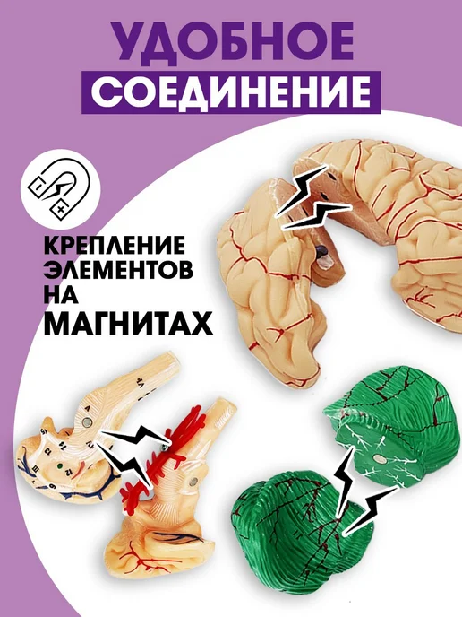 Анатомическая модель мозг человека разборный, вариант, фото 3