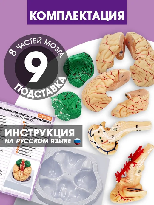 Анатомическая модель мозг человека разборный, вариант, фото 4