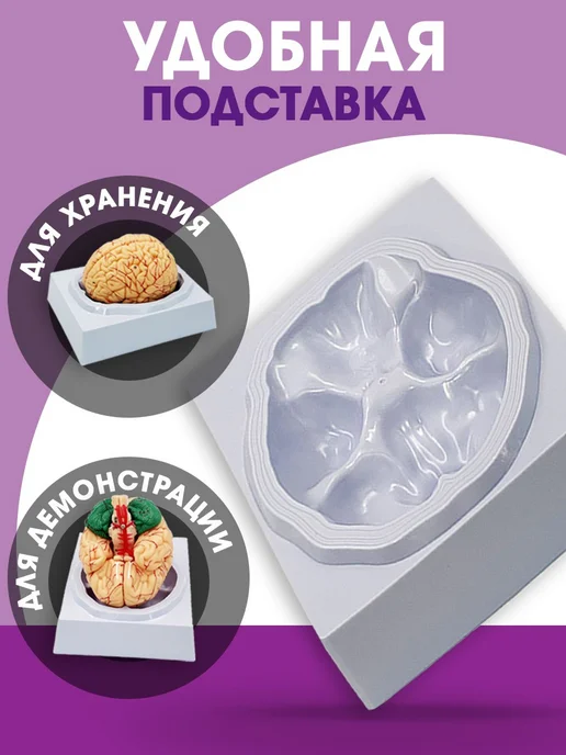 Анатомическая модель мозг человека разборный, вариант, фото 5