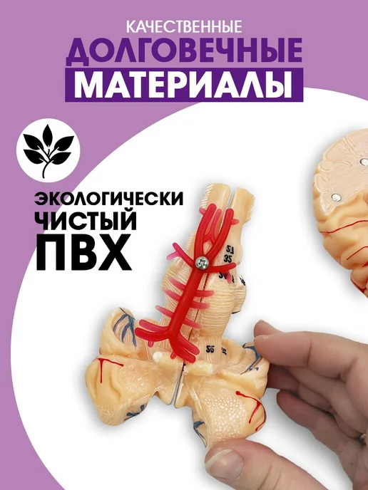 Анатомическая модель мозг человека разборный, вариант, фото 6