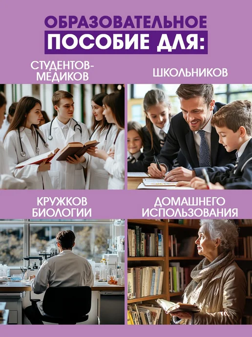Анатомическая модель мозг человека разборный, вариант, фото 8
