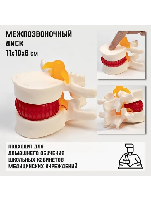 Образец анатомического макета для обучения, вариант