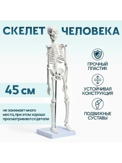 Обучающий макет скелета человека для юных анатомов, вариант, фото 4