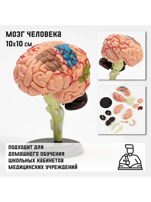 Образец анатомического макета мозга, вариант, фото 3