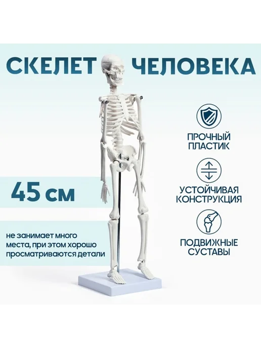 СмартНейроPRO Анатомическая модель скелета взрослого человека 45 см, вариант