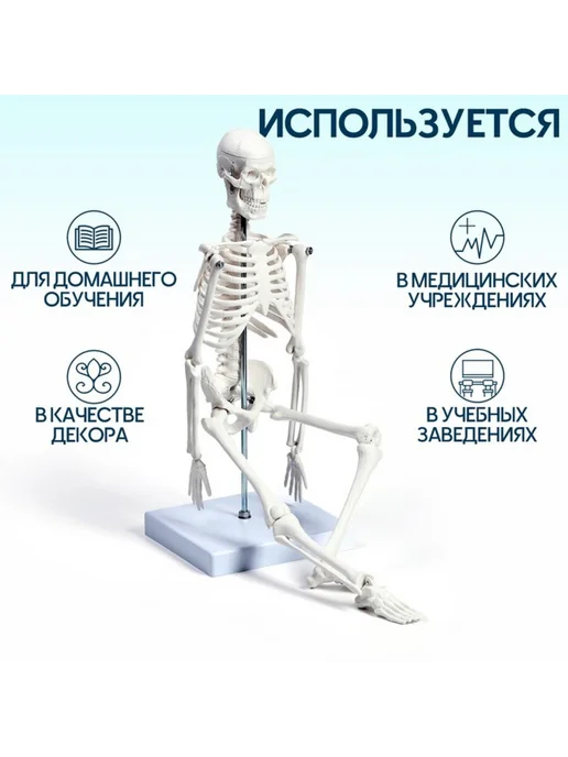 СмартНейроPRO Анатомическая модель скелета взрослого человека 45 см, вариант, фото 2