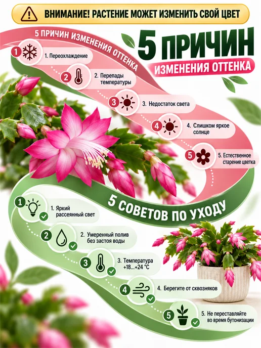 Декабрист Шлюмбергера живой, желтый, фото 5