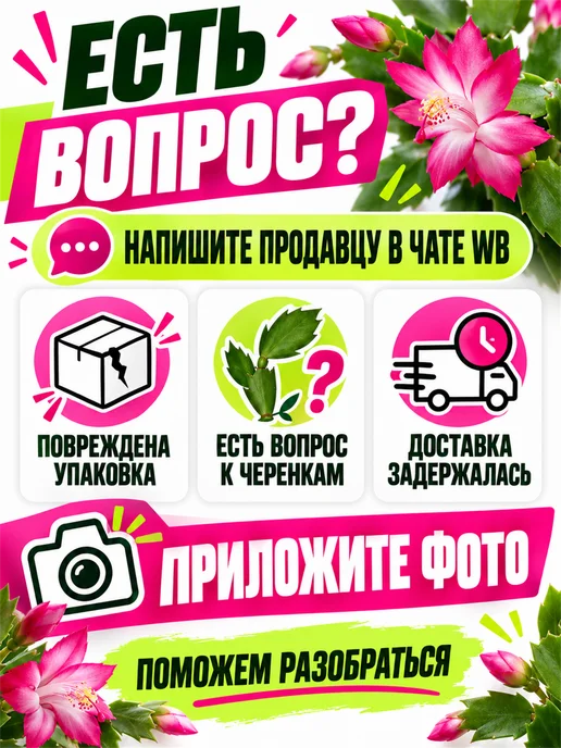 Декабрист Шлюмбергера живой, желтый, фото 8