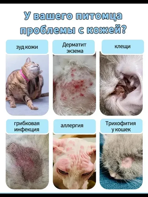 Тяжелые кожные заболевания у кошек, вариант, фото 2