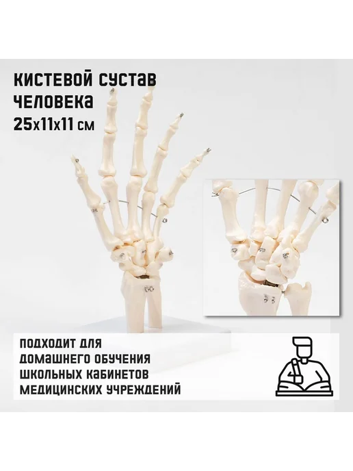 Нет бренда Анатомическая модель кистевого сустава детальная, вариант
