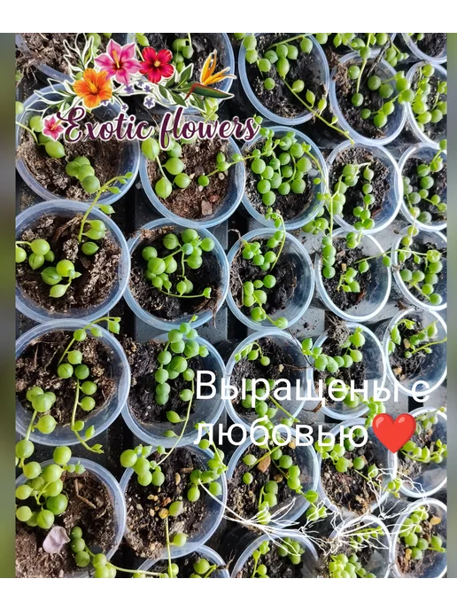 Крестовник Роули, зеленый, фото 2