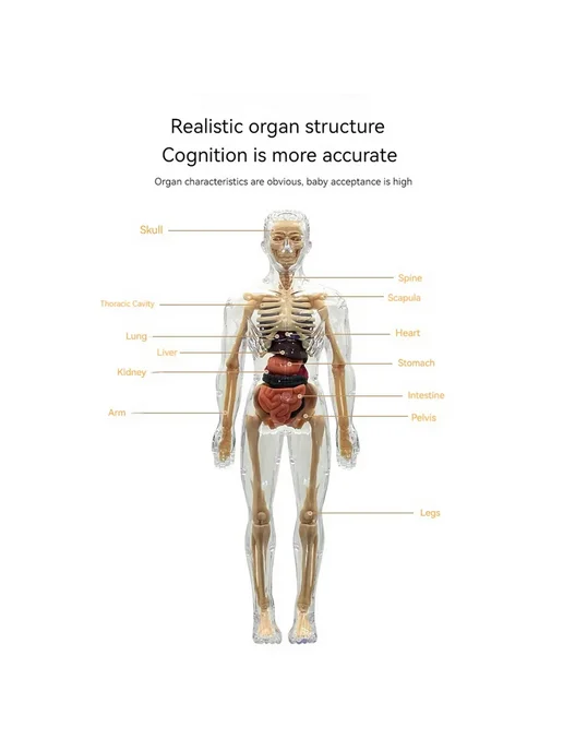 Анатомическая модель скелета человека, прозрачная, вариант, фото 3