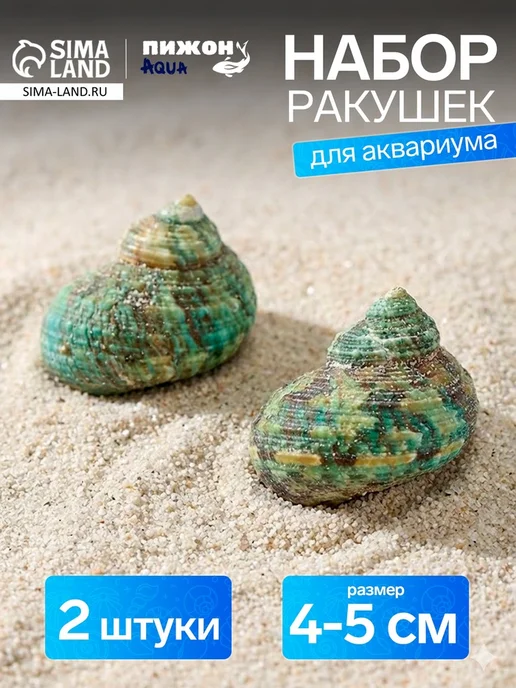 Набор ракушек декоративных, длина 4-5 см ширина 2 см, 2 шт, 2 шт
