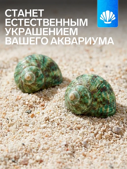 Набор ракушек декоративных, длина 4-5 см ширина 2 см, 2 шт, 2 шт, фото 2