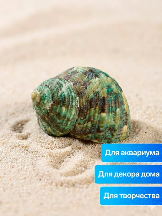 Набор ракушек декоративных, длина 4-5 см ширина 2 см, 2 шт, 2 шт, фото 3
