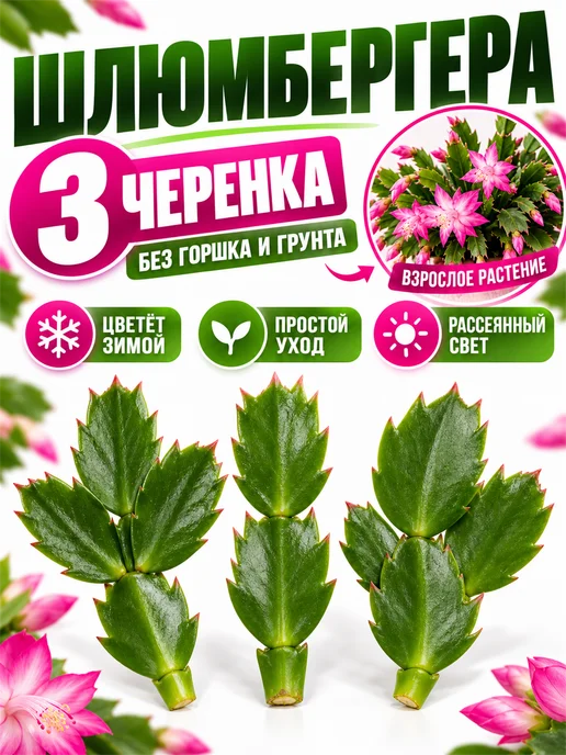 Декабрист Шлюмбергера живой, фиолетовый, фото 2