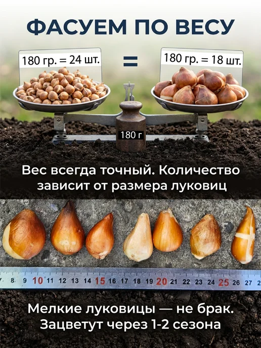 согреем вместе Тюльпаны луковицы многолетние 180гр микс детки, 180 г, фото 7