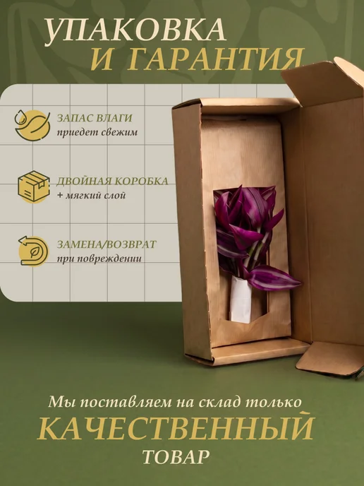 Я ЧЕРЕНОК ЦВЕТОК Пеперомия Феррейра живое комнатное растение черенки, зеленый, фото 5