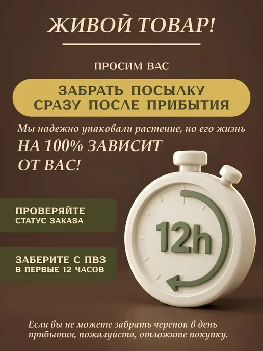 Я ЧЕРЕНОК ЦВЕТОК Пеперомия Феррейра живое комнатное растение черенки, зеленый, фото 7