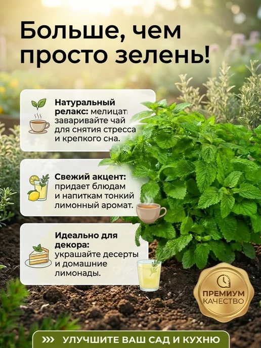 Семена мелиссы лекарственной Махито, вариант, фото 2