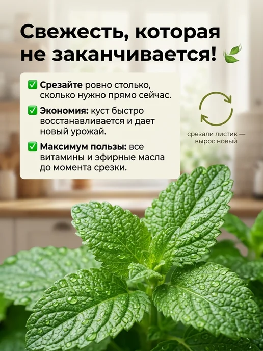 Семена мелиссы лекарственной Махито, вариант, фото 3