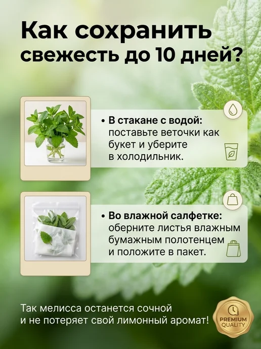 Семена мелиссы лекарственной Махито, вариант, фото 4