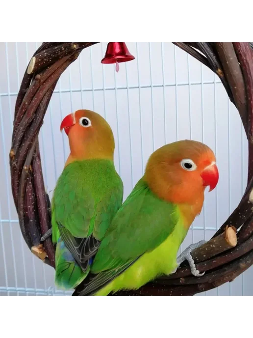 HATELI Деревянные кольца для птиц Dia. 20cm, вариант, фото 4