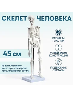Нет ТМ Анатомическая модель скелета взрослого человека 45 см